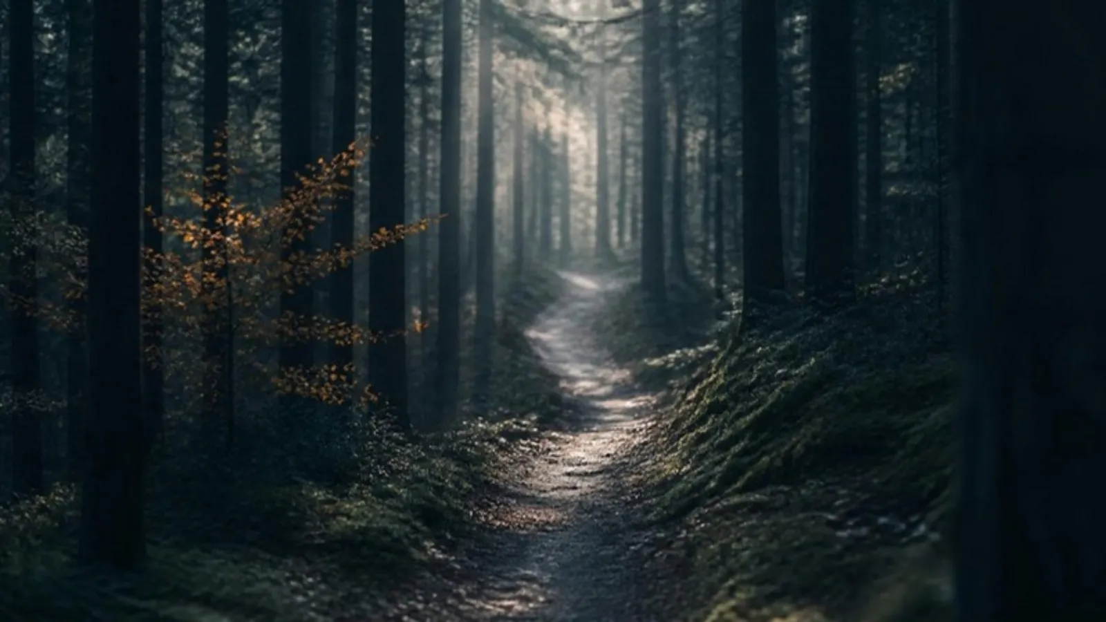 Schmaler Waldpfad schlängelt sich zwischen Bäumen in die Ferne